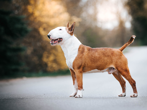 The English Bull Terrier family dog